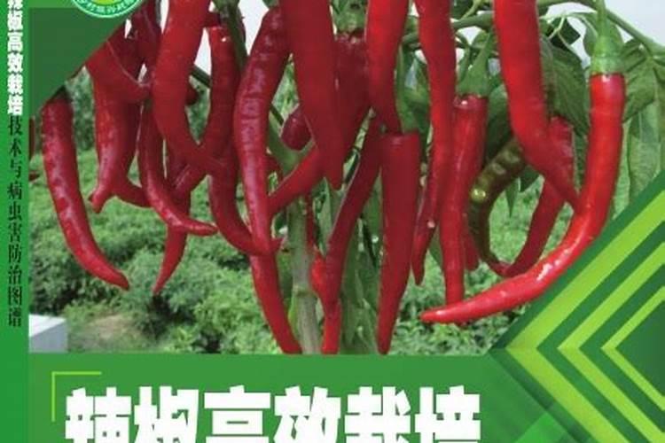 色素辣椒的高效栽培：霜霉病的识别与防治策略
