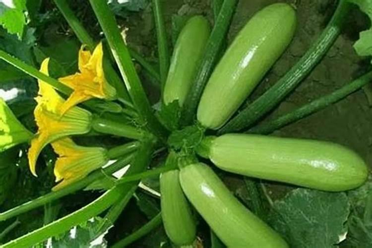 种植西葫芦应该怎么施肥？有什么要点？