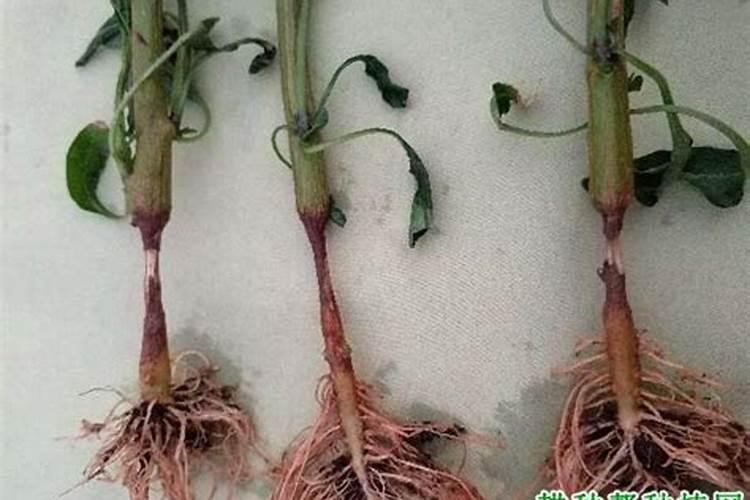 辣椒茎基腐病如何防治？