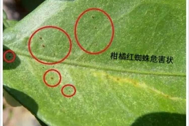 利用中华草蛉防治柑桔红蜘蛛初步研究