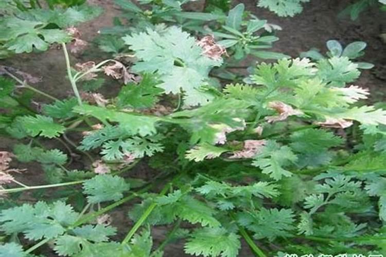 茼蒿菜叶枯病的克星：全面防治策略详解