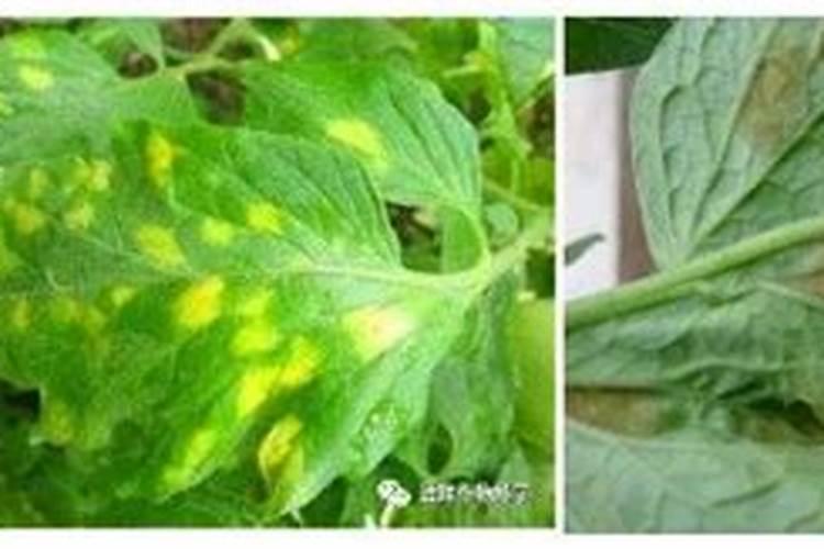 番茄叶霉病怎么除治？