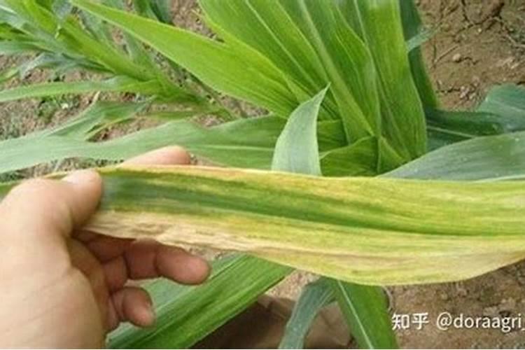 玉米缺锌和缺镁的区别？