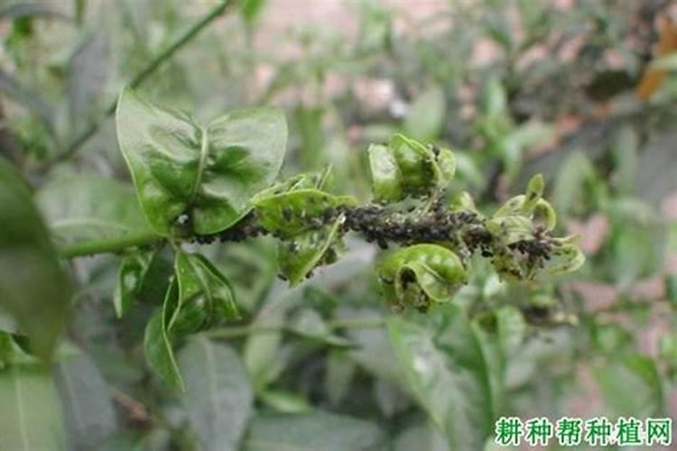 种花生发生蚜虫如何防治？