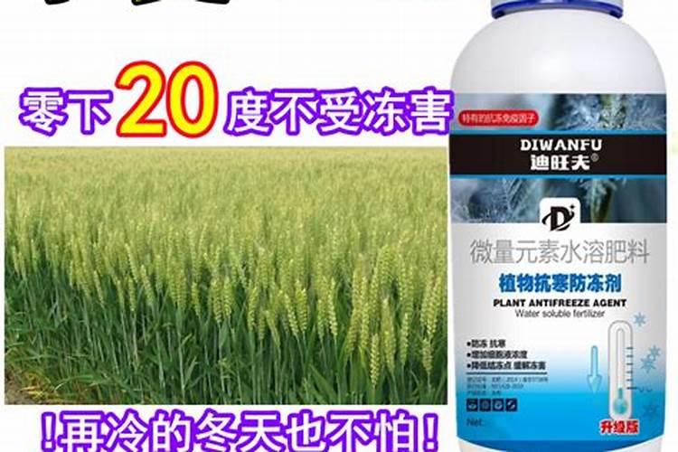 冬季守护者：小麦防冻的药剂选择与应用