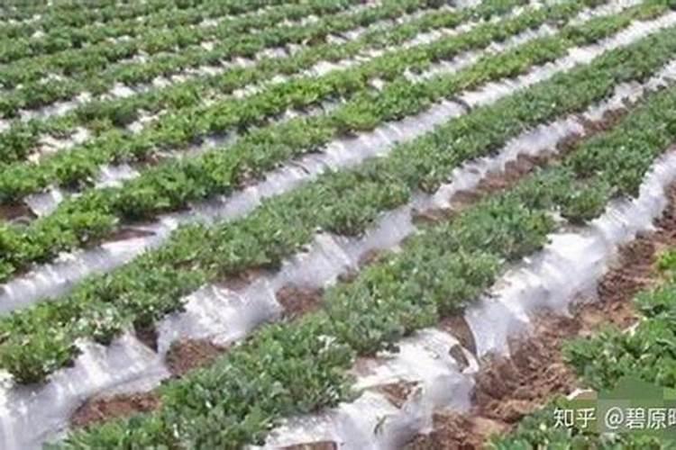 揭秘花生地膜覆盖栽培技术：绿色革命下的创新应用