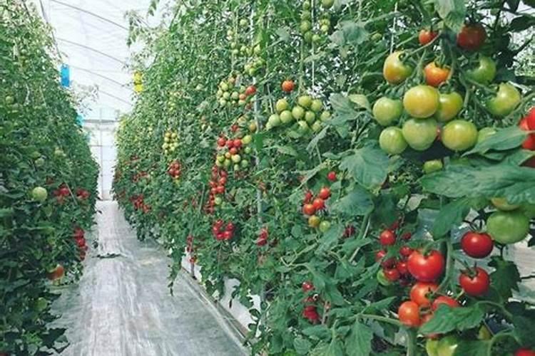 日光温室冬春茬番茄无公害栽培技术：实现绿色健康生产的关键步骤