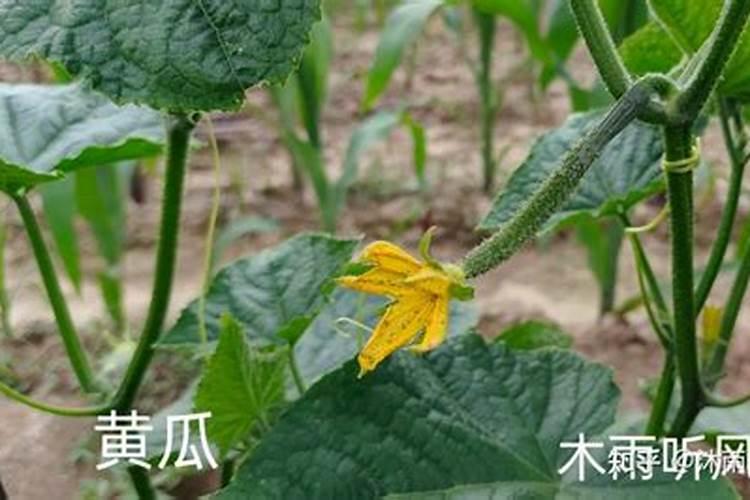 绿意盎然：掌握黄瓜花期肥水管理，提升产量与品质
