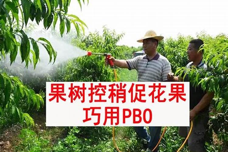 猕猴桃如何使用促控剂PBO？