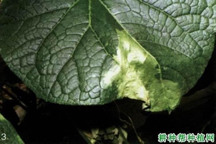 丝瓜疫病的防治措施什么？有哪些发病症状？