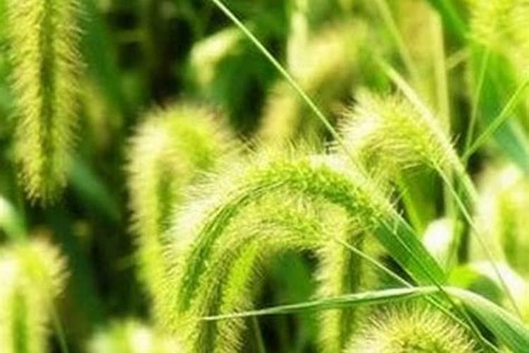 高粱苗后金狗尾草用啥药防治