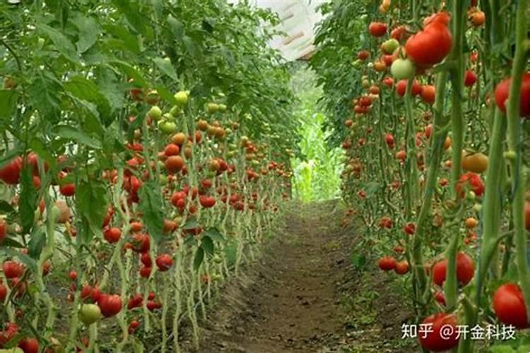 土壤的黄金法则：蔬菜增产的合理施肥智慧