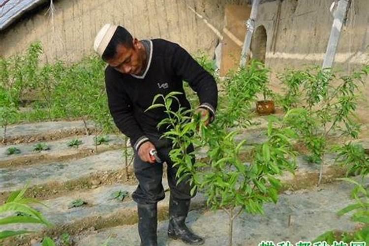 大棚桃树怎么管理？