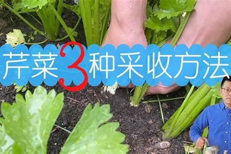 芹菜的采收方法？