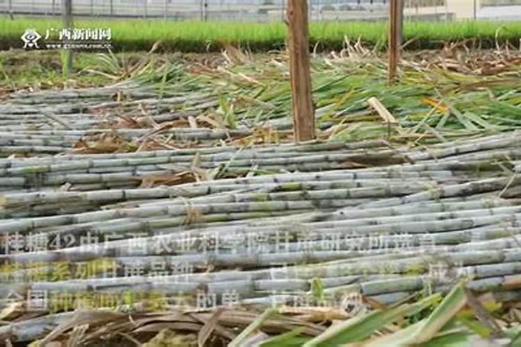 甘蔗高效种植与管理技术探究