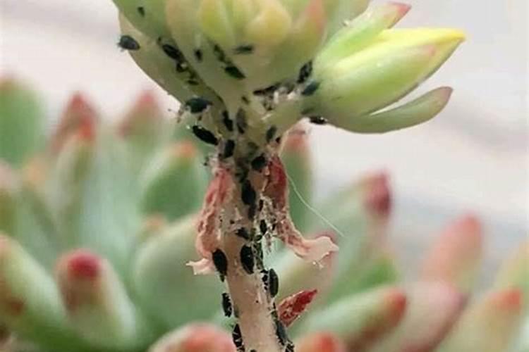 家里的植物叶片有一层黑色的灰是怎么回事？