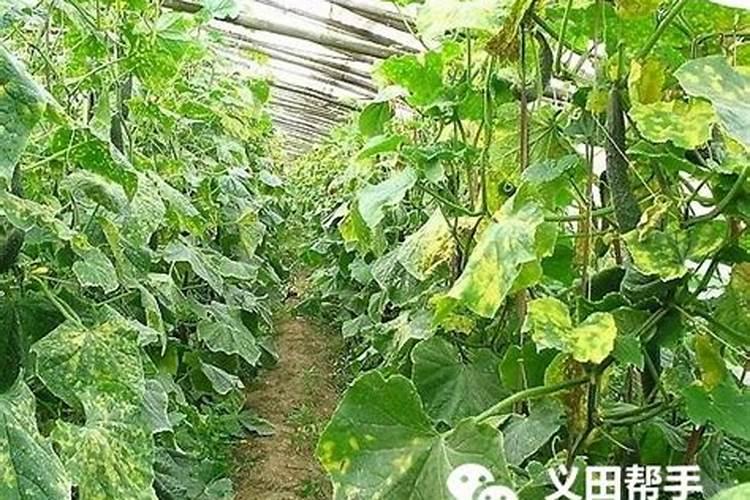 一种方法防治黄瓜三种病害？