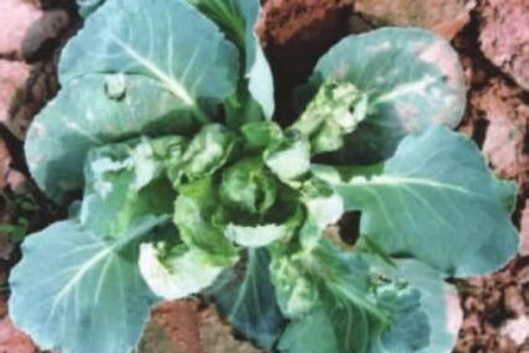 揭秘甘蓝型油菜病毒病：症状、影响与防治策略