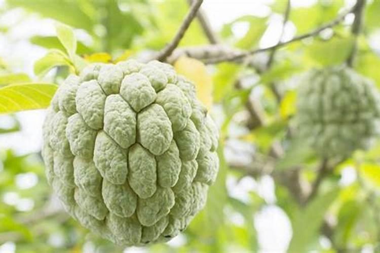 战胜番荔枝赤衣病：策略与实践