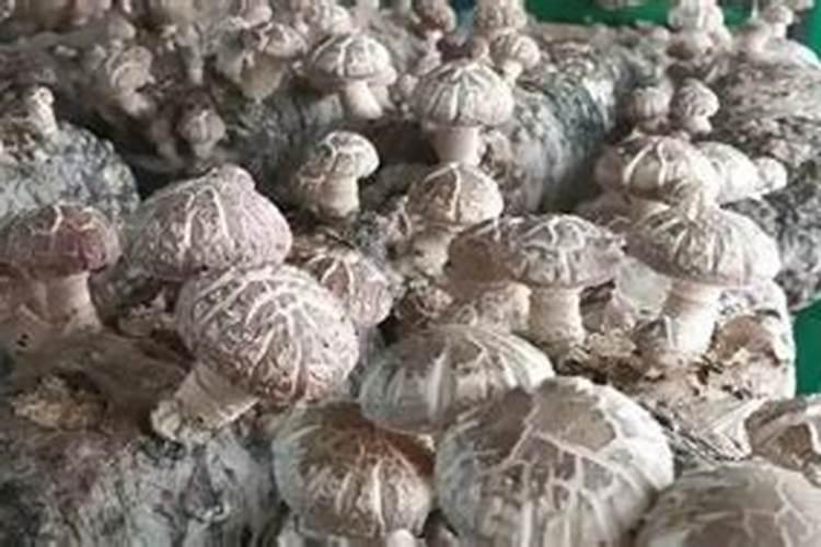 如何种植花菇