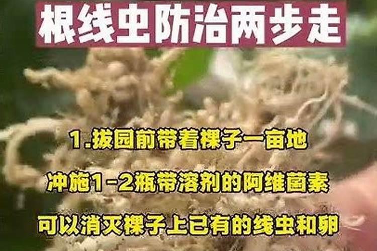 线虫应防治技巧