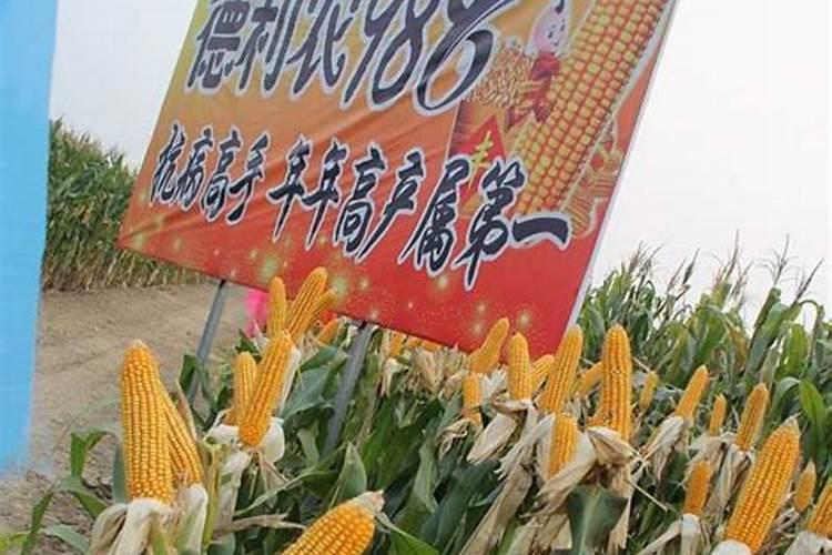 德州市德利农种业有限公司产品怎么样？
