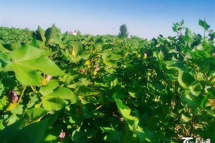 炎夏棉田的守护者：夏季棉花管理全攻略