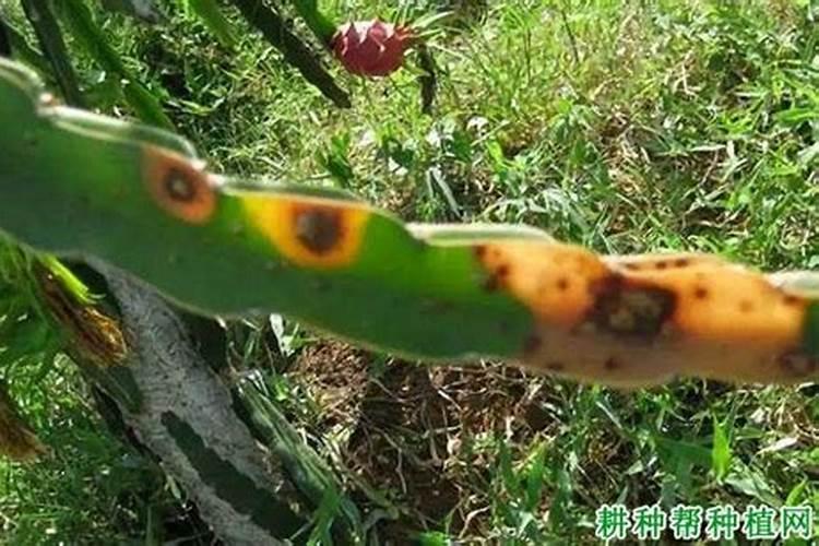火龙果茎枯病防治全攻略：策略与药剂篇