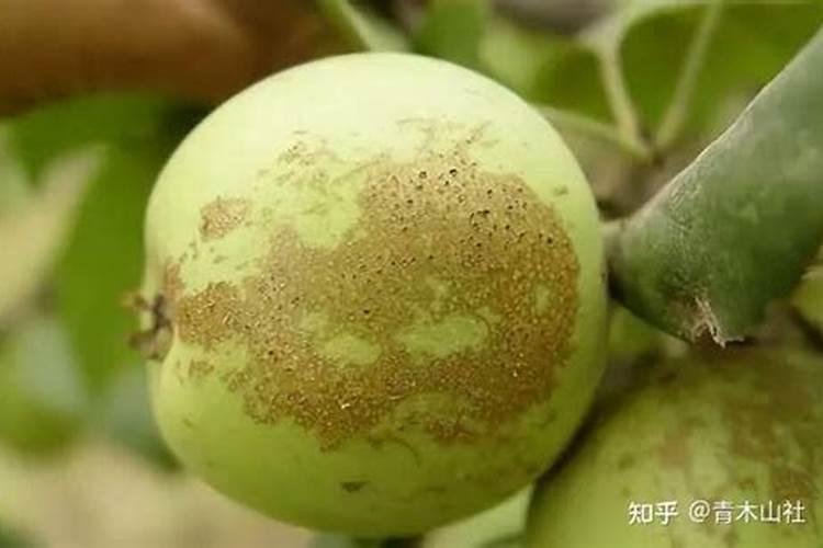 亚胺唑防治果树病害该如何使用？