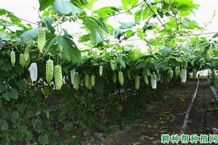 苦瓜生长不良是什么原因？