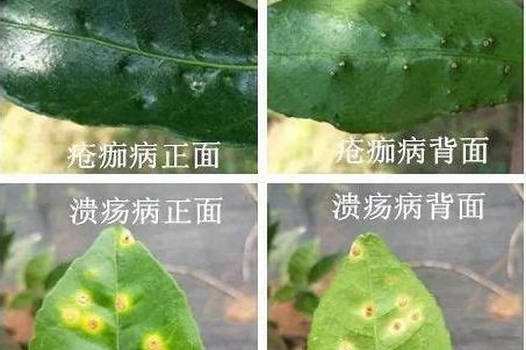 春梢期：柑橘疮痂病防治的关键节点