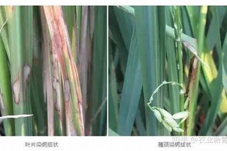 水稻常见病虫害的识别及防治