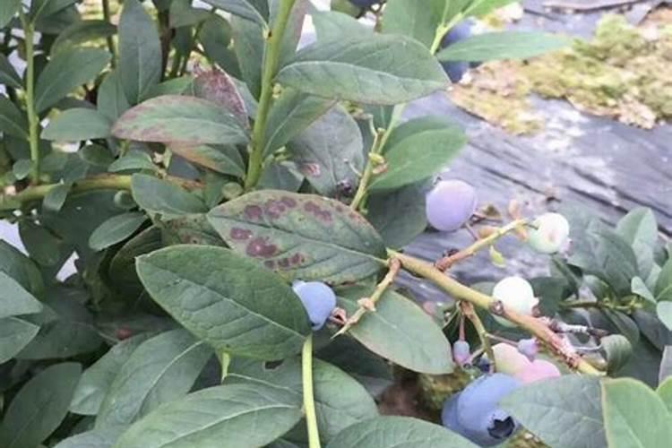 蓝莓的常见病害有哪些？该如何防治？