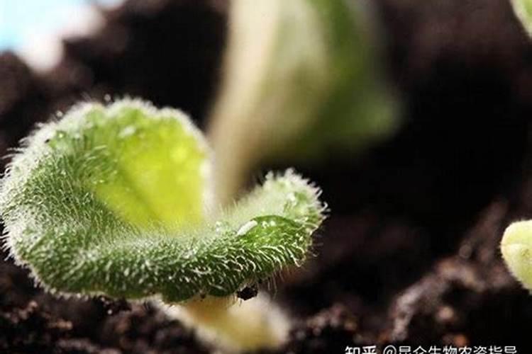 一亩稻田喷雾用多少黄腐酸钾合适？