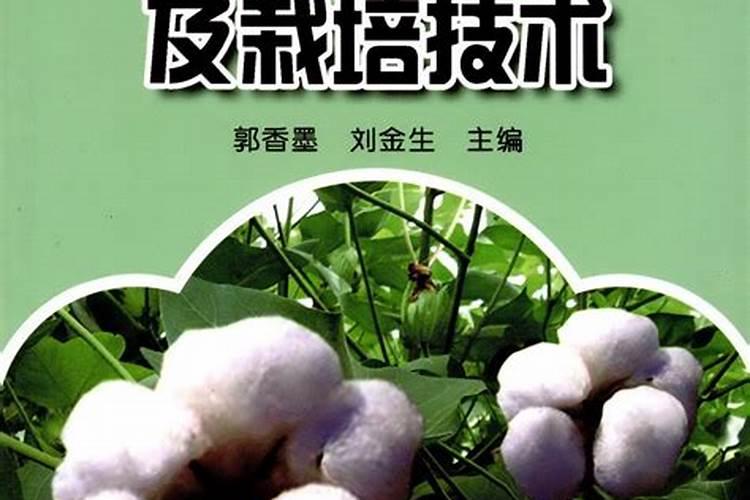 抗虫棉的栽培技术