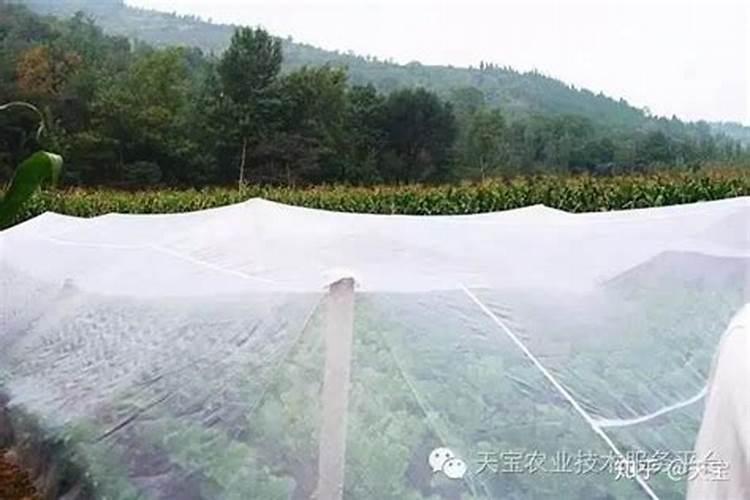 防虫网使用的注意事项