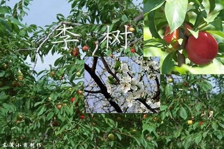 三月李怎么种植与防治病虫害？