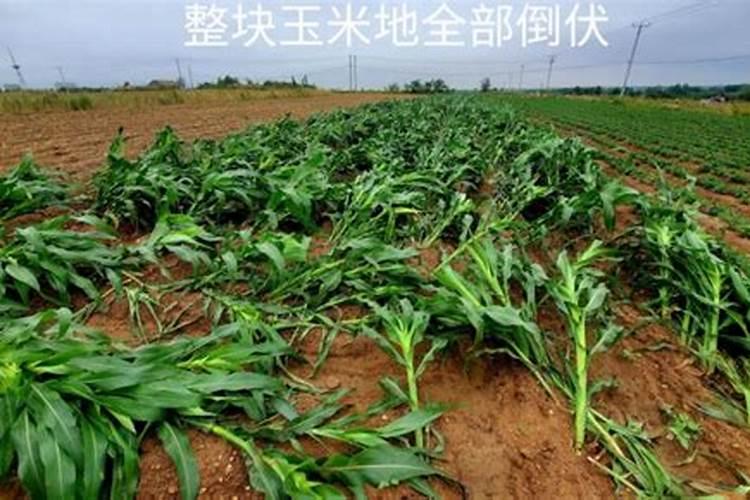 玉米倒伏的正确补救方法？