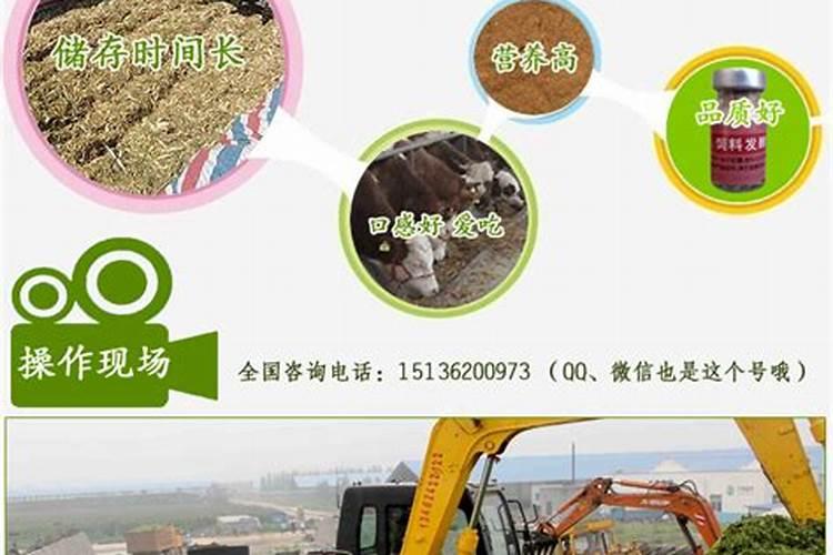 黄金稻草：玉米秸秆黄贮技术的农业革新