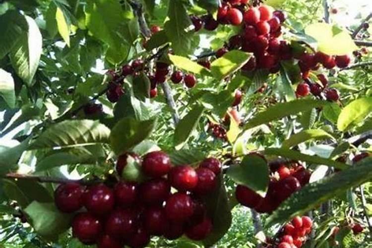 车厘子种植指南：掌握最佳时机与方法，确保果园硕果累累？