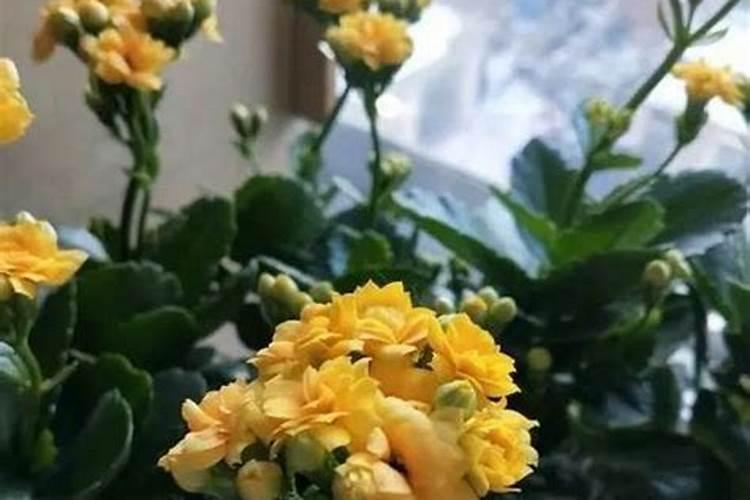 长寿花不开花是什么原因呢？
