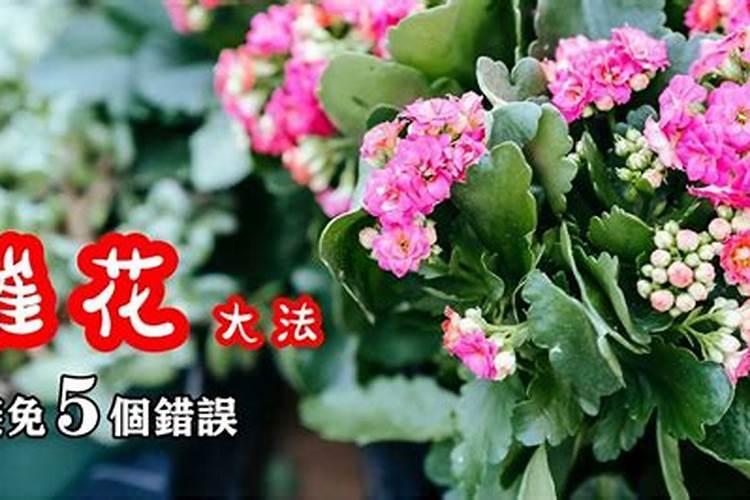 长寿花只长叶子不开花原因及处理方法