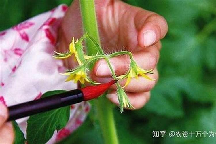 番茄上使用沾花药剂注意啥？