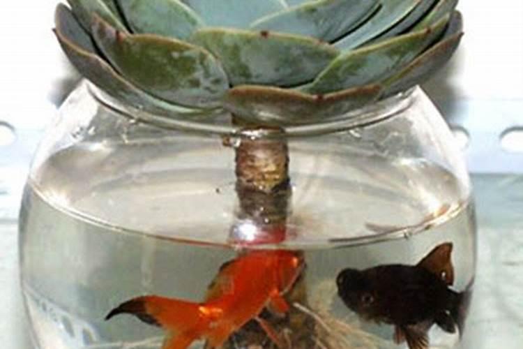 揭秘石莲花水培的奥秘：方法与养护全攻略？