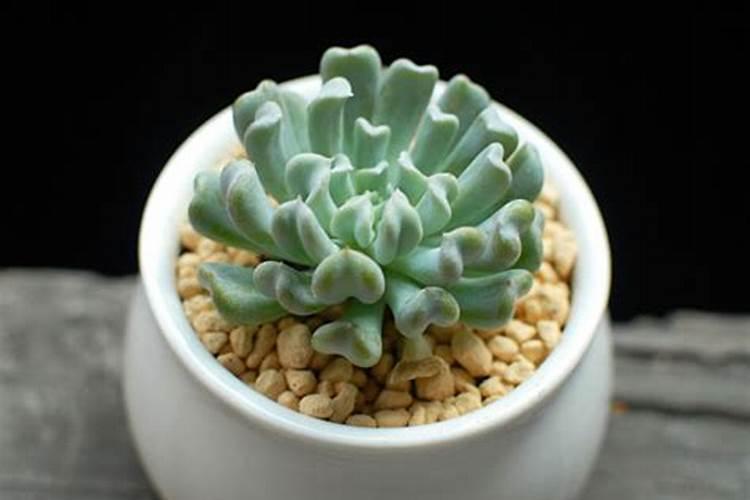 特玉莲多年生多肉植物,又如何制作水培盆栽呢？