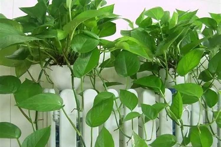 50种室内绿植培植方法,以后养花再也不怕养死了,值得收藏!