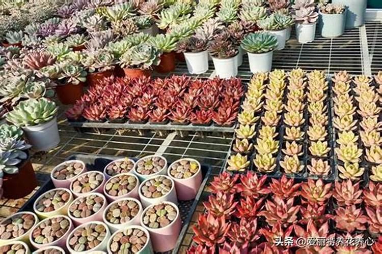 多肉植物新手如何养殖