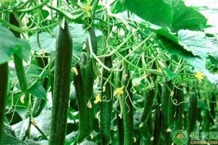 掌握科学用药有效防治黄瓜黑斑病