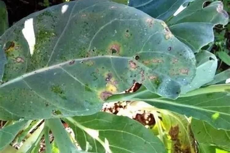 花椰菜黑斑病识别与药剂防治策略