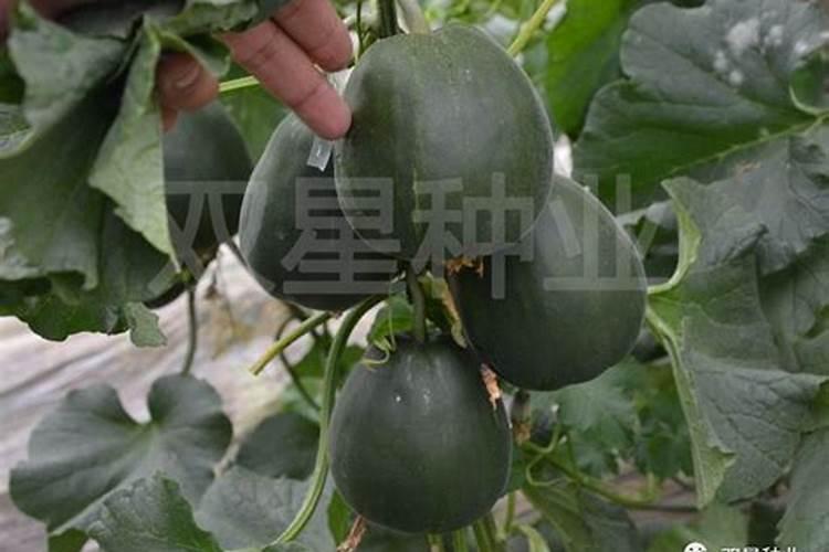 大棚甜瓜种植管理